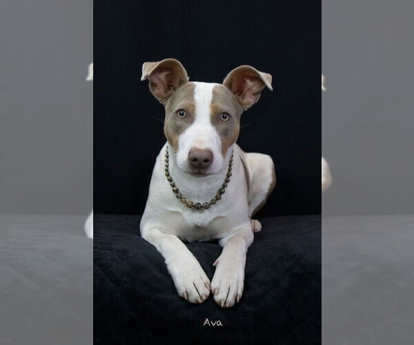 Medium Photo #1 Mutt Puppy For Sale in Hot Springs Village, AR, USA