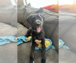 Small #1 Poodle (Standard) Mix