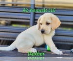 Small Photo #14 Labrador Retriever Puppy For Sale in SILSBEE, TX, USA