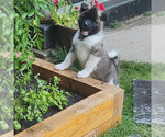 Small Photo #1 Akita Puppy For Sale in LAKEBAY, WA, USA