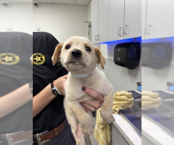 Medium Photo #1 Great Pyrenees-Unknown Mix Puppy For Sale in Rosenberg, TX, USA