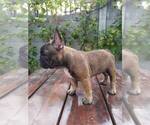 Small Photo #10 French Bulldog Puppy For Sale in HOLLYWOOD, CA, USA