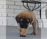 Small Photo #11 Mastiff Puppy For Sale in ALVIN, TX, USA