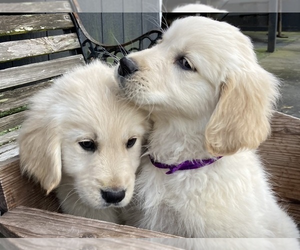 Medium Photo #11 English Cream Golden Retriever Puppy For Sale in BARNWELL, SC, USA