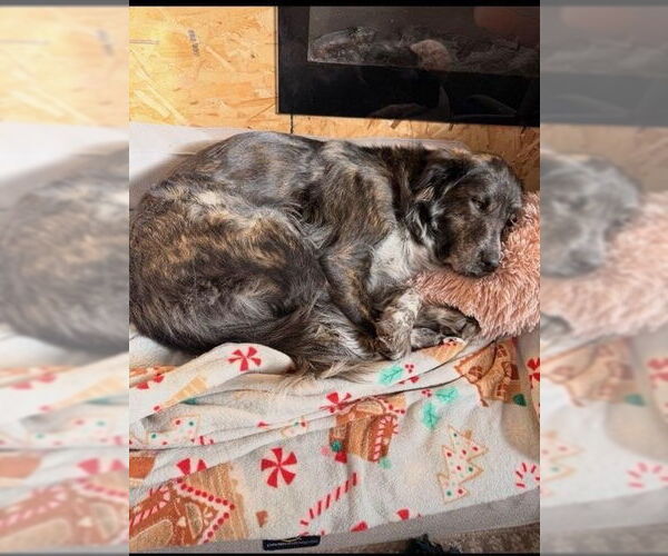 Medium Photo #7 Great Pyrenees Puppy For Sale in Bountiful, UT, USA