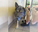 Small German Shepherd Dog Mix