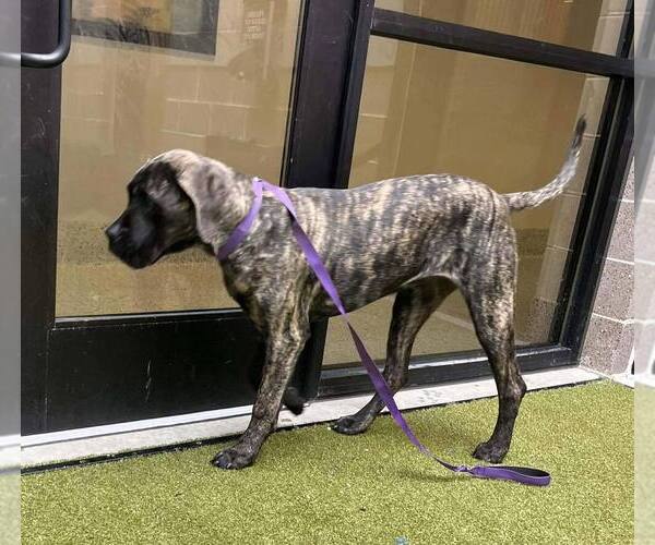 Medium Photo #3 Mutt Puppy For Sale in New York, NY, USA