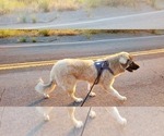 Small Photo #5 Anatolian Shepherd-Great Pyrenees Mix Puppy For Sale in AGOURA HILLS, CA, USA