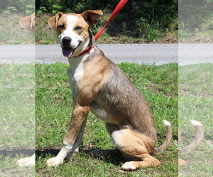 Mutt Dogs for adoption in Prattville, AL, USA