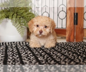 Poodle (Miniature) Puppy for sale in NAPLES, FL, USA