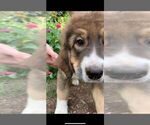 Small #15 Bernese Mountain Dog-Caucasian Shepherd Dog Mix