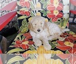 Puppy Blondie Goldendoodle