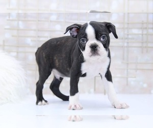 Boston Terrier Puppy for sale in MARIETTA, GA, USA