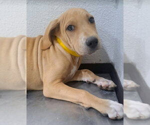 Labrador Retriever-Unknown Mix Dogs for adoption in Lakewood, CO, USA