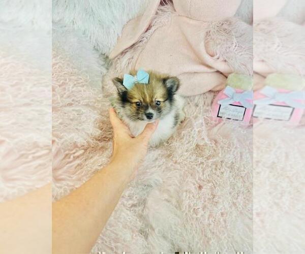 Medium Photo #4 Pomeranian Puppy For Sale in NEW YORK, NY, USA