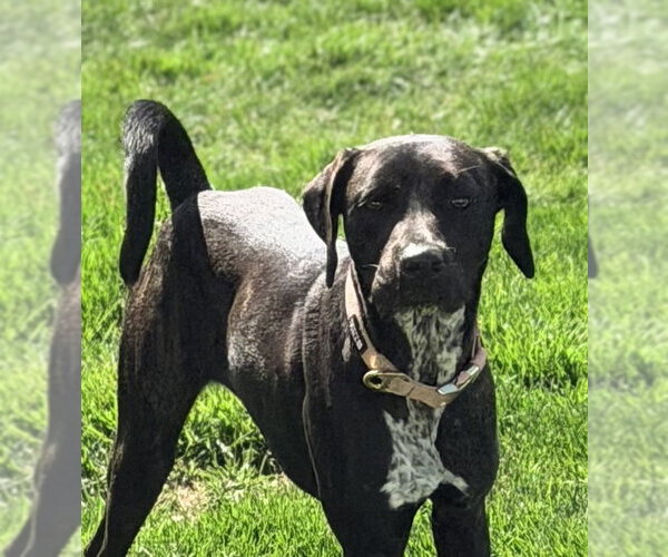 Medium Photo #6 Mutt Puppy For Sale in Morganville, NJ, USA