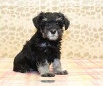 Small #3 Schnauzer (Miniature)