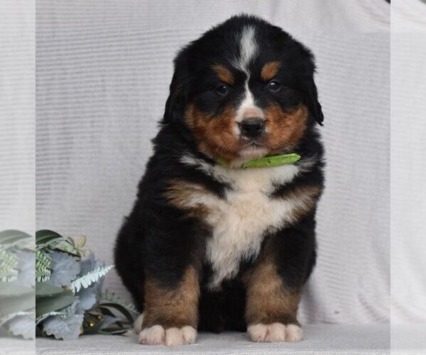 Medium Photo #1 Bernese Mountain Dog Puppy For Sale in MILLERSTOWN, PA, USA