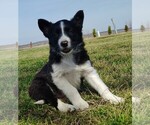 Small Photo #175 Border Collie Puppy For Sale in NORBORNE, MO, USA