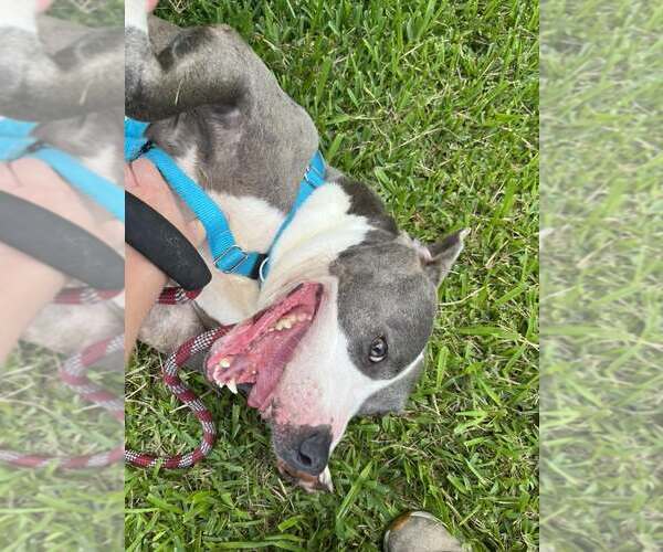 Medium Photo #4 American Pit Bull Terrier-Unknown Mix Puppy For Sale in Oakhurst, NJ, USA