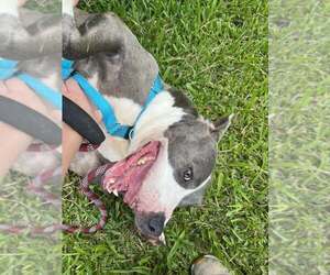 Gabriel - profesional couch companion - Male American Pit Bull Terrier-Unknown Mix Dog for Adoption - Photo #4