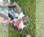 Small #3 American Pit Bull Terrier Mix