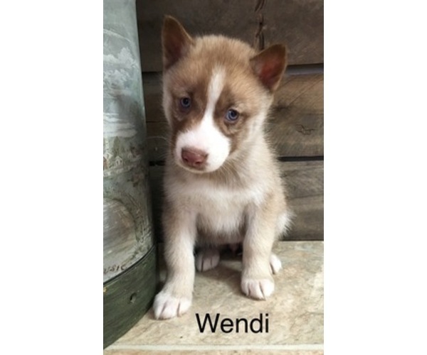 Medium Photo #6 Siberian Husky Puppy For Sale in DEARBORN, MO, USA