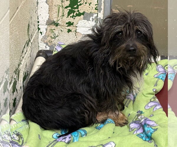 Medium Photo #3 Mutt Puppy For Sale in Rustburg, VA, USA