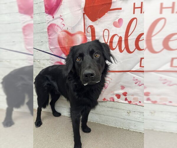 Medium Photo #1 Labrador Retriever-Unknown Mix Puppy For Sale in San Bernardino, CA, USA