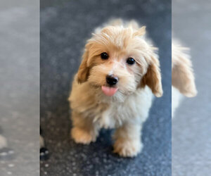 Medium Maltipoo (Toy)