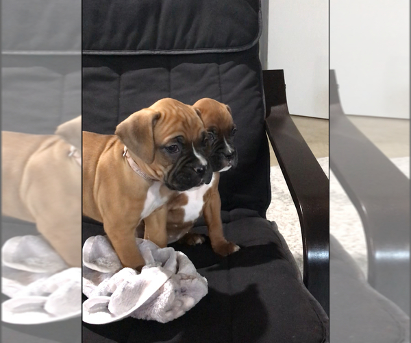 Medium Photo #5 Boxer Puppy For Sale in APPLE CREEK, OH, USA