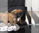Small #4 Boxer