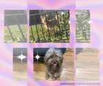 Small Photo #1 Biewer Yorkie-Shih-Poo Mix Puppy For Sale in PHILADELPHIA, PA, USA