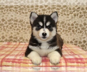 Pomsky Puppy for sale in DENVER, PA, USA