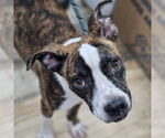 Small #3 Boxer Mix