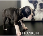 Puppy FRANKLIN Boston Terrier
