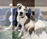 Small #2 Labrador Retriever Mix
