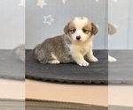 Small #4 Pembroke Welsh Corgi