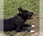 Small #9 American Pit Bull Terrier Mix