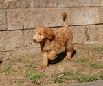 Small Photo #9 Double Doodle Puppy For Sale in SANTA PAULA, CA, USA