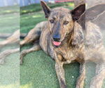 Small #1 Dutch Shepherd  Mix
