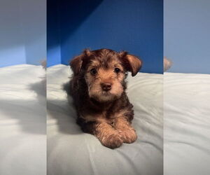Poodle (Toy)-Unknown Mix Dogs for adoption in Pottstown, PA, USA