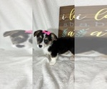 Small #3 Pembroke Welsh Corgi