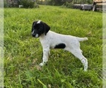 Puppy Acadia German Shorthaired Pointer