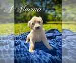Puppy Marina Schnauzer (Miniature)