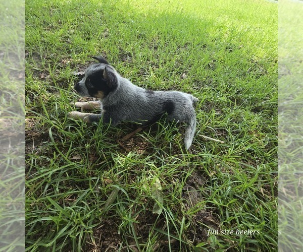 Medium Photo #6 Australian Cattle Dog Puppy For Sale in LAURINBURG, NC, USA