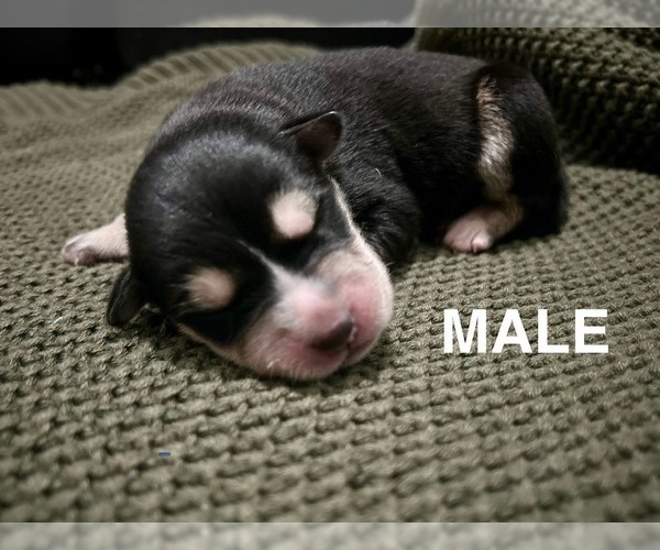 Medium Photo #7 Aussie Siberian Puppy For Sale in LADY LAKE, FL, USA