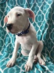Dogo Argentino Puppy for sale in BUCK, PA, USA