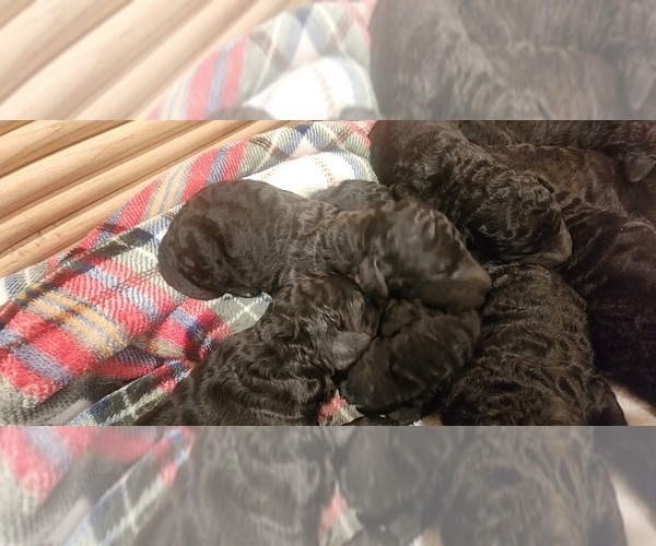Medium Photo #1 Goldendoodle Puppy For Sale in GARLAND, TX, USA