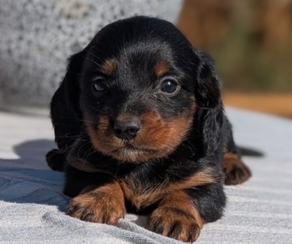 Medium Photo #19 Dachshund Puppy For Sale in GOSHEN, IN, USA